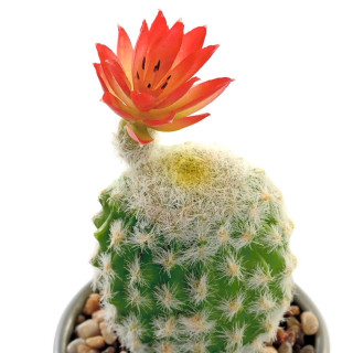 Kaktus u saksiji ITEM 
