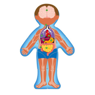 Ljudsko telo WOODY na engleskom 