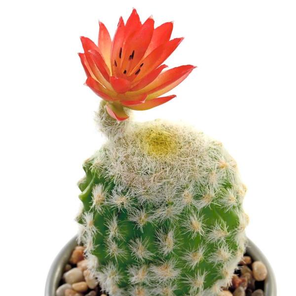 Kaktus u saksiji ITEM 