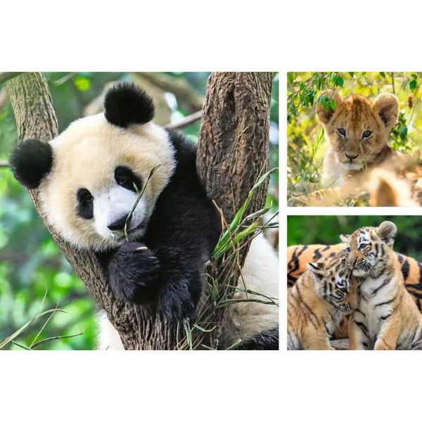 Puzzle RAVENSBURGER Panda Tigar Lav 3x49 