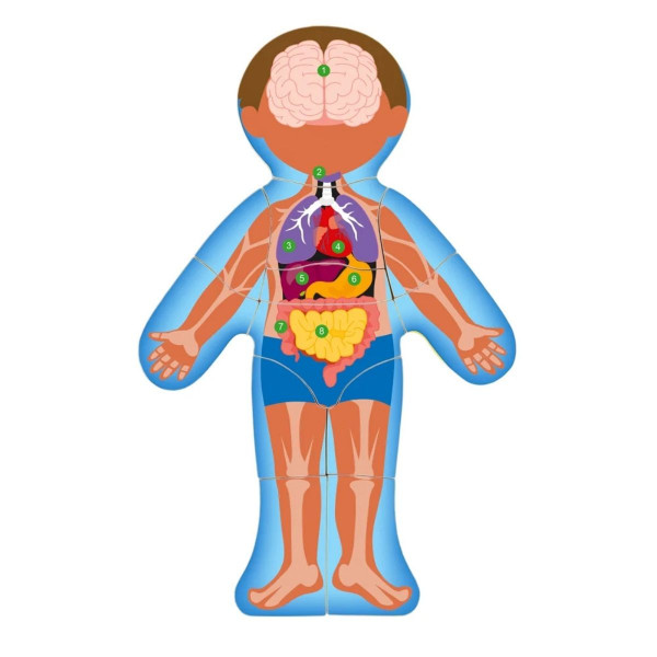 Ljudsko telo WOODY na engleskom 