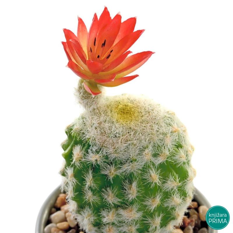 Kaktus u saksiji ITEM 