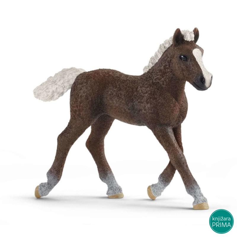 Black forest ždrebe SCHLEICH 13899 