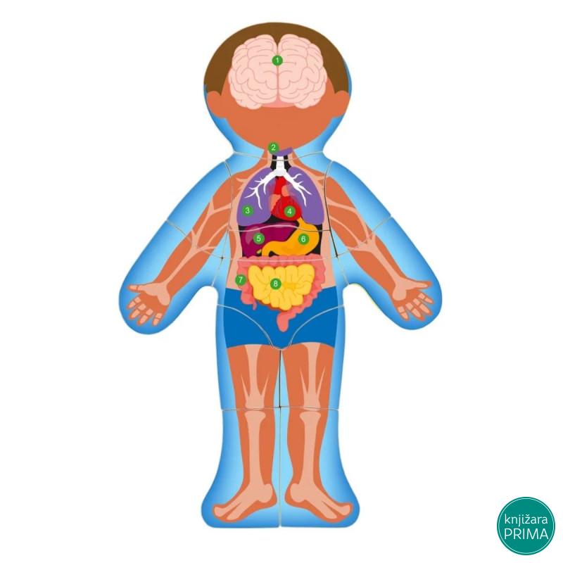 Ljudsko telo WOODY na engleskom 